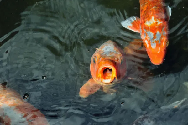 Pesce affamato — Foto Stock