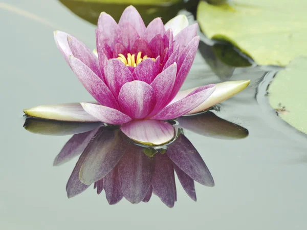 Большой цветок лотоса — стоковое фото