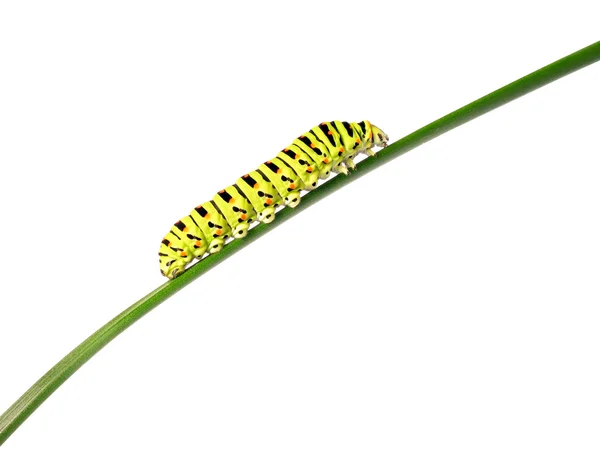 stock image Swallowtail caterpillar