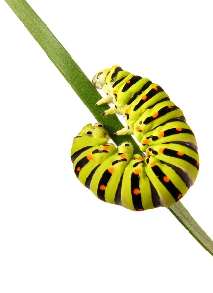stock image Swallowtail caterpillar