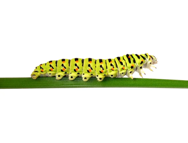 Fecskefarkú caterpillar — Stock Fotó