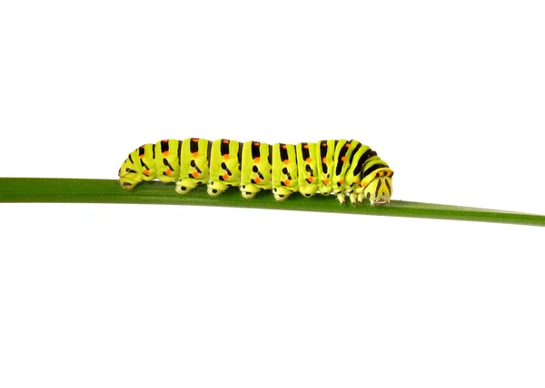Fecskefarkú caterpillar Jogdíjmentes Stock Képek