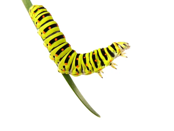 Fecskefarkú caterpillar Stock Fotó