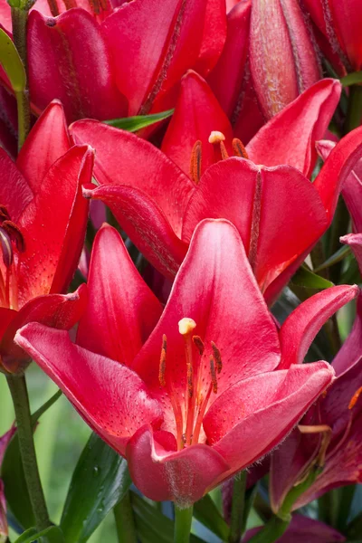 stock image Close up of red lily flower