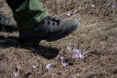 A shoe trampling flowers clipart