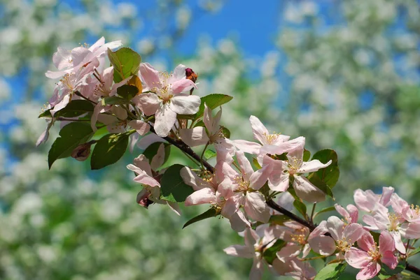 ばね果樹園の花 — ストック写真