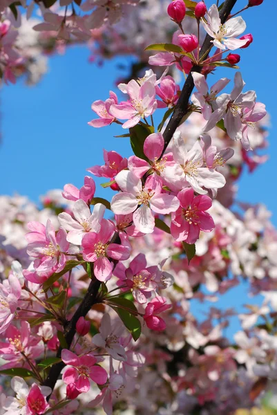 Wiosenne kwiaty sad — Zdjęcie stockowe