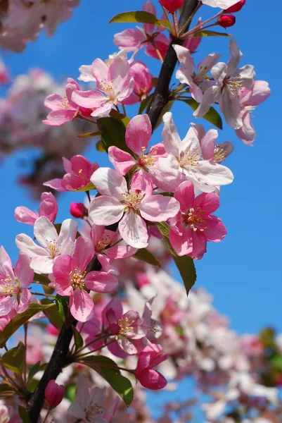Primavera frutteto fiori — Foto Stock