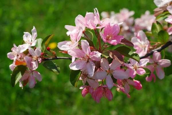 Frühlingsblumen im Obstgarten — Stockfoto