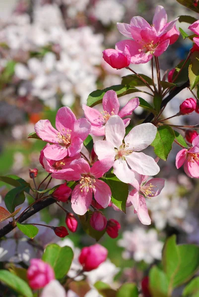 Flores de huerto de primavera —  Fotos de Stock