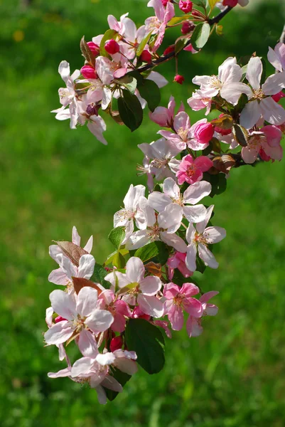 봄 화원 꽃 — 스톡 사진