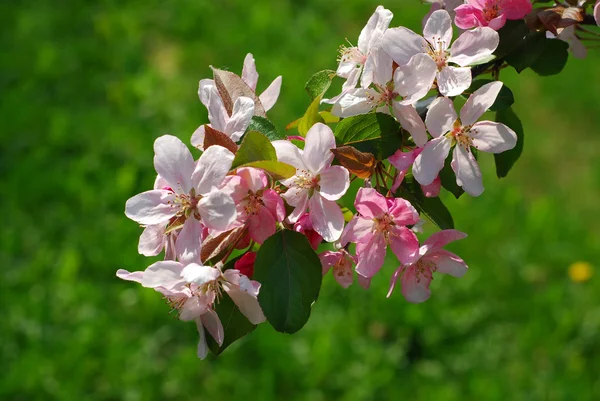 Spring orchard flowers — Stock Photo, Image