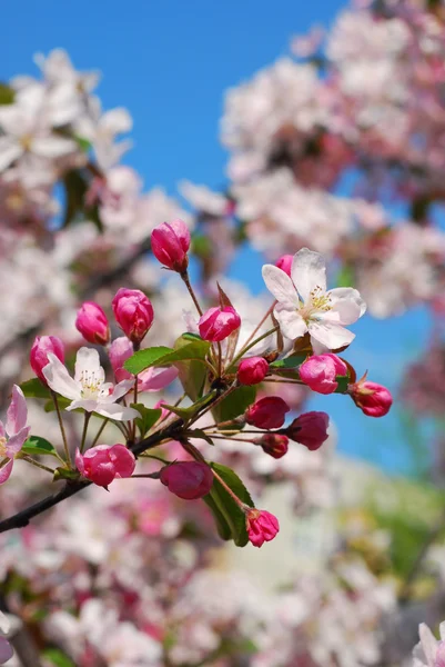 Flores de pomar de primavera — Fotografia de Stock