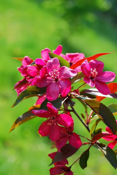 Гілка весняно-рожевих квітів — стокове фото