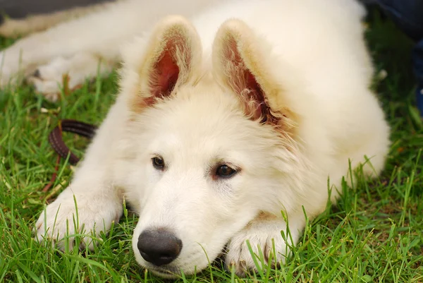 üzgün köpek çim üzerinde yalan