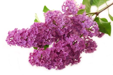 Branch of purple lilac isolated on white clipart