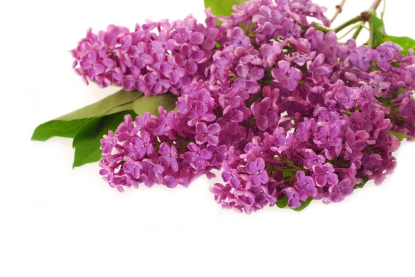 Branch of purple lilac as background — Stock Photo, Image
