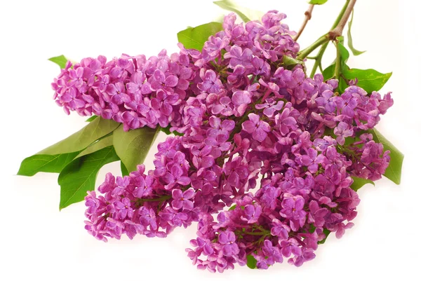 Branch of purple lilac isolated on white — Stock Photo, Image