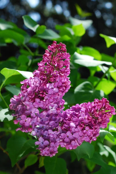 Branch of purple lilac — Stock Photo, Image