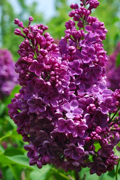 Branche de lilas violet — Photo