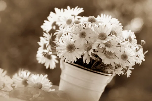 Bunch of chamomile in sepia — Stock Photo, Image