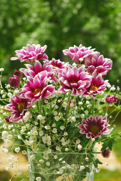 Růžové a bílé chryzantémy v zahradě — Stock fotografie