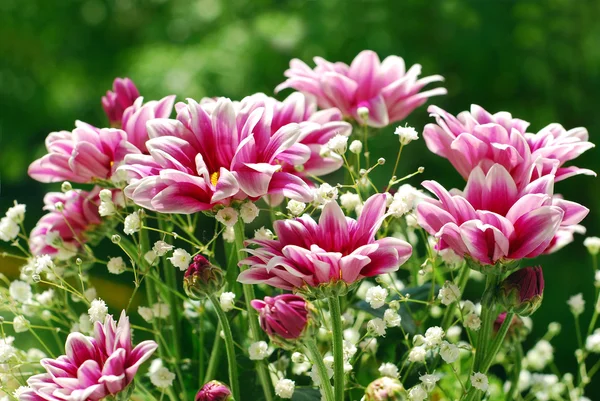 Рожева і біла хризантема в саду — стокове фото