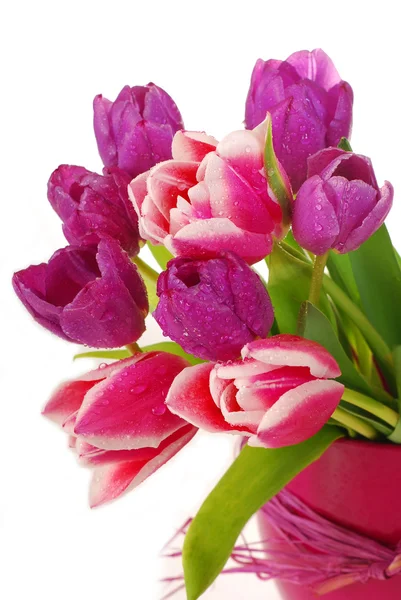 Grono różowe i fioletowe tulipany — Zdjęcie stockowe