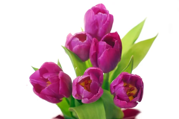Banda fialové tulipány — Stock fotografie