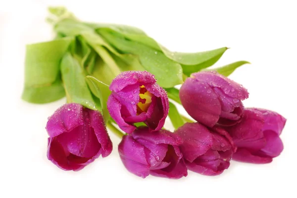 Manojo de tulipanes morados —  Fotos de Stock