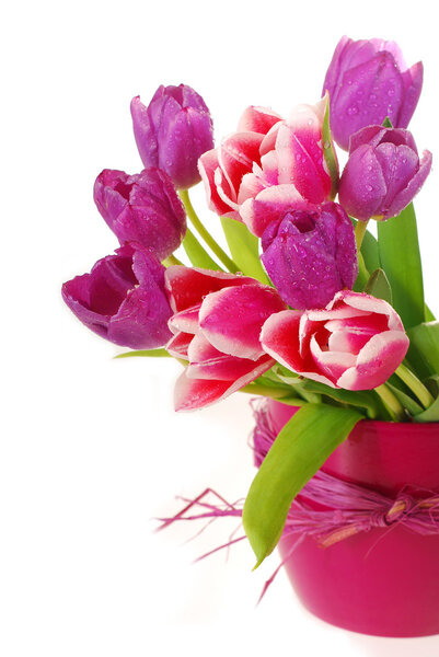 Bunch of pink and purple tulips