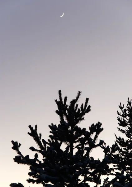 겨울 하늘 및 달 찬 나무 실루엣 스톡 사진