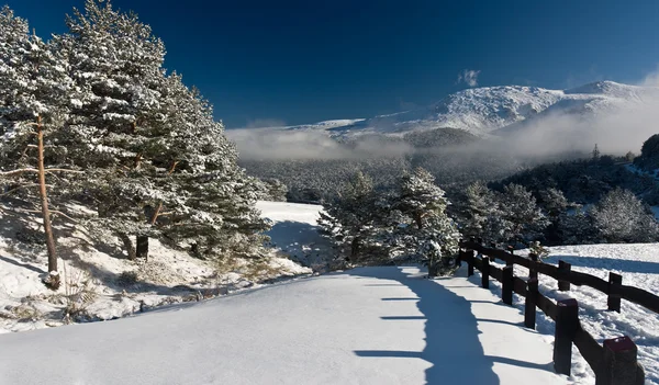 Zimowy krajobraz śnieg drzewa sezonowe Góra — Zdjęcie stockowe