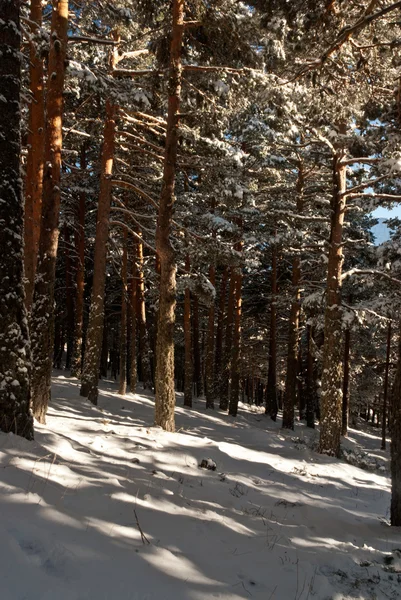 Śniegu i lodu na Las Drzewo sezonowe — Zdjęcie stockowe