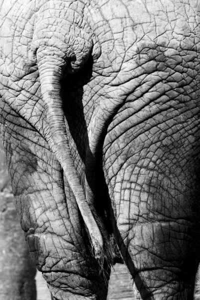 Stock image Elephant back detail skin black and white grey