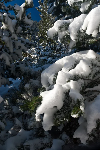 Gefrorener Baum Schnee Detail Nahaufnahme Winter kalt saisonal lizenzfreie Stockbilder