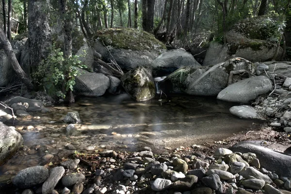 Erdei patak dzsungel creek tó lombú táj Stock Kép