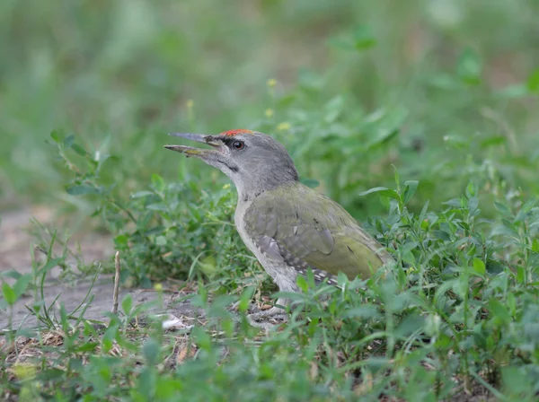 Grey-headed Woodpecker — Stock Photo, Image