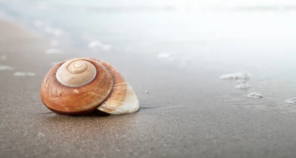Spiral seashell — Stock Photo, Image