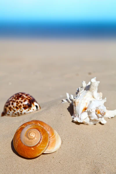 Três conchas do mar — Fotografia de Stock
