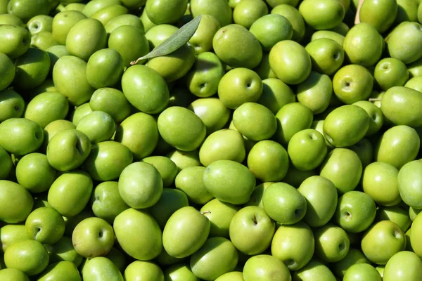 Olivgrüner Hintergrund — Stockfoto