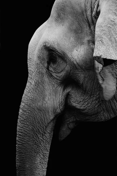 Elefánt — Stock Fotó