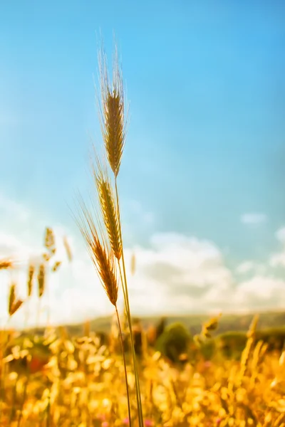 Spiga di grano — Foto Stock