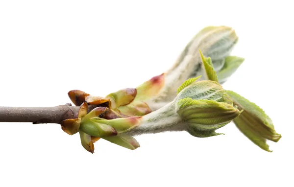Jarní větve kaštanu — Stock fotografie