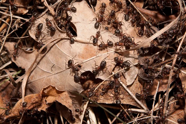 Kolonie mieren — Stockfoto