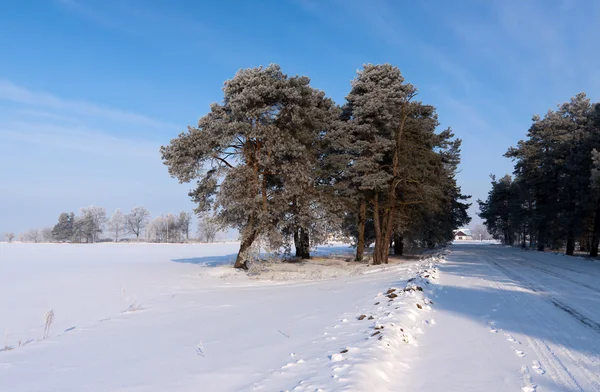 Träd i vinter med snötäckta fält — Stockfoto