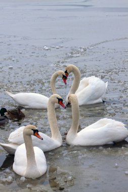 Two couples and a lone swan clipart