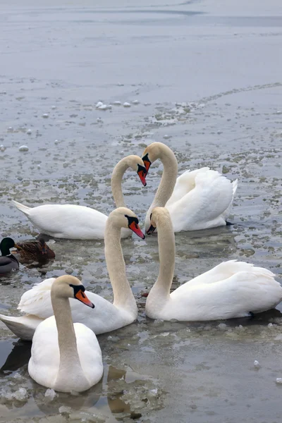 Dois casais e um cisne solitário — Fotografia de Stock