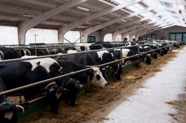 Dairy cows in a farm. clipart