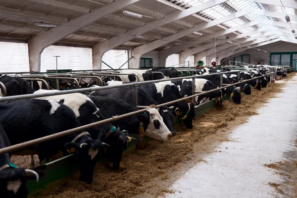 Vacas lecheras en una granja. — Foto de Stock